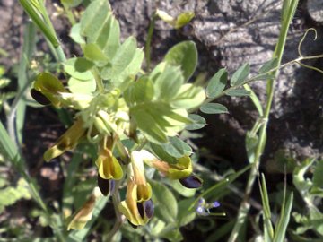 Una Fabacea  con fiore giallastro - Vicia melanops